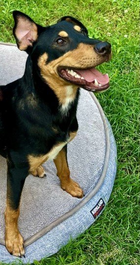 adoptable Dog in Germantown, TN named Trapper