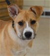 adoptable Dog in enfield, CT named Woody
