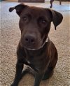 adoptable Dog in germantown, TN named Jake