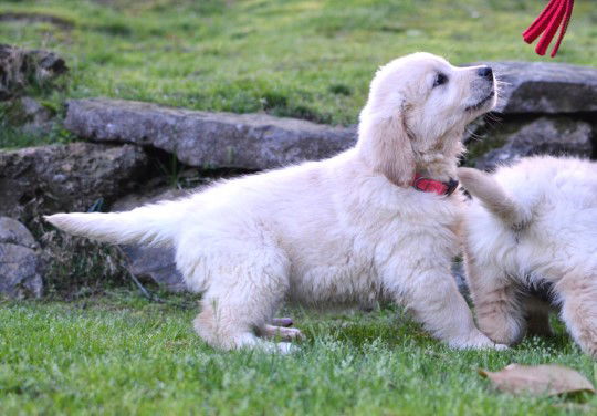 Dog For Adoption - Brandy, A Golden Retriever In Whitinsville, Ma 