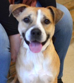 adoptable Dog in Germantown, TN named Maggie