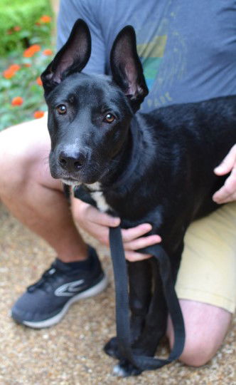 adoptable Dog in Enfield, CT named Bacchus