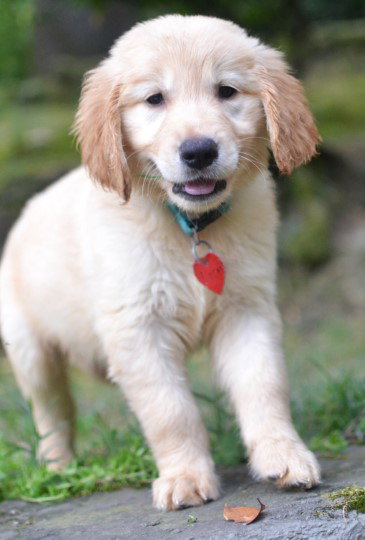 Lacey