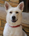 adoptable Dog in  named Summer