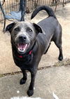 adoptable Dog in , CT named Chase