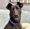 adoptable Dog in  named Pepper