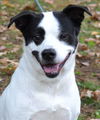 adoptable Dog in , CT named Balto