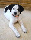 adoptable Dog in , CT named Mandy