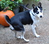 Sheba - Photo 2