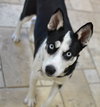 Sheba - Photo 3