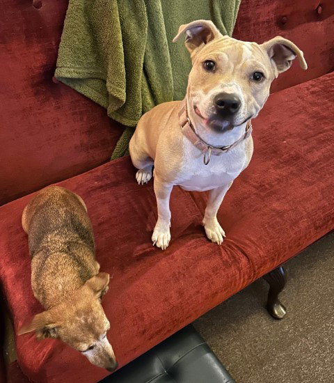 picture of the dog needing adoption