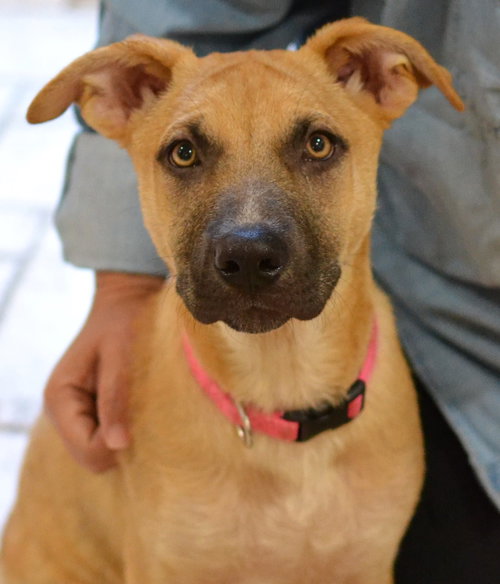 picture of the dog needing adoption