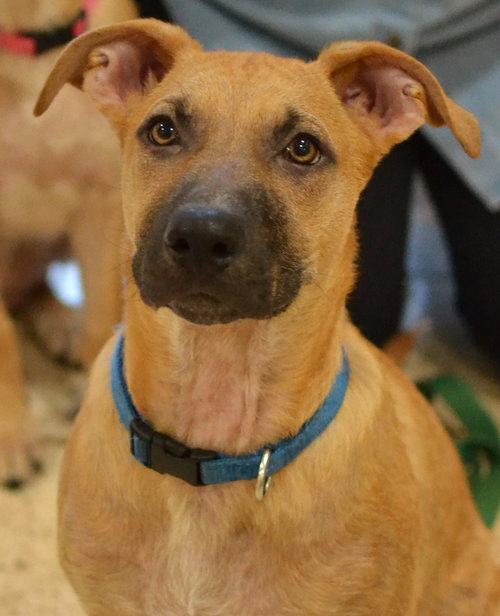 picture of the dog needing adoption