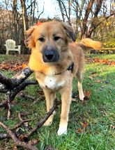 picture of the dog needing adoption
