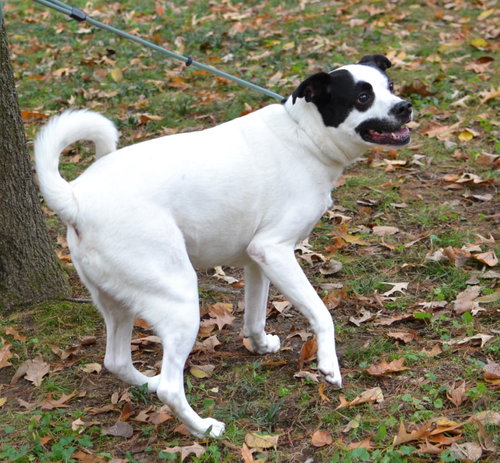 BALTO - Labrador Retriever available for adoption
