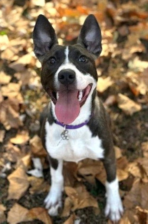 picture of the dog needing adoption