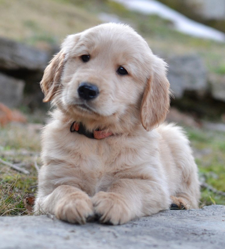 Cooper Image