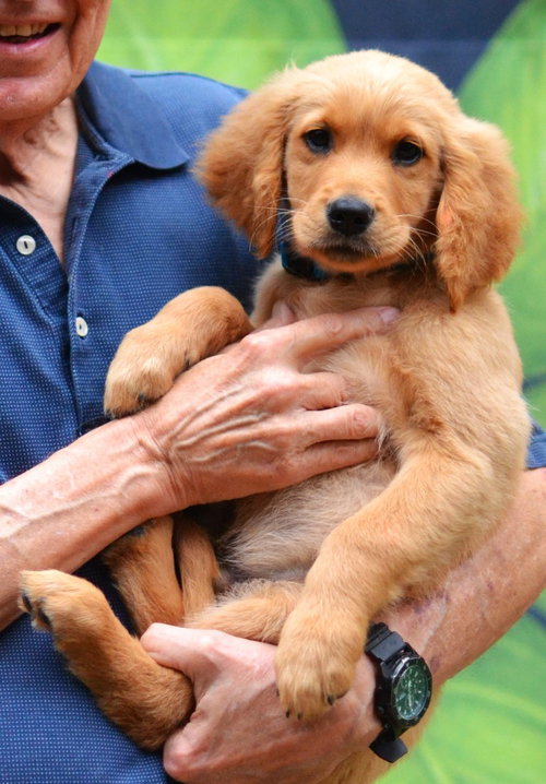 Sam, an adoptable Golden Retriever in Enfield, CT
