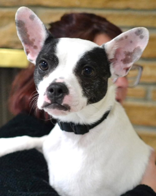 picture of the dog needing adoption
