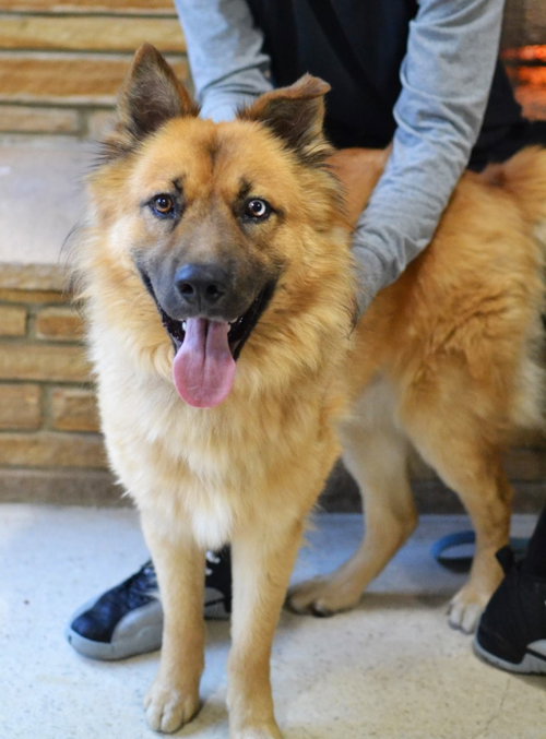 Woody, an adoptable German Shepherd Dog in Enfield, CT