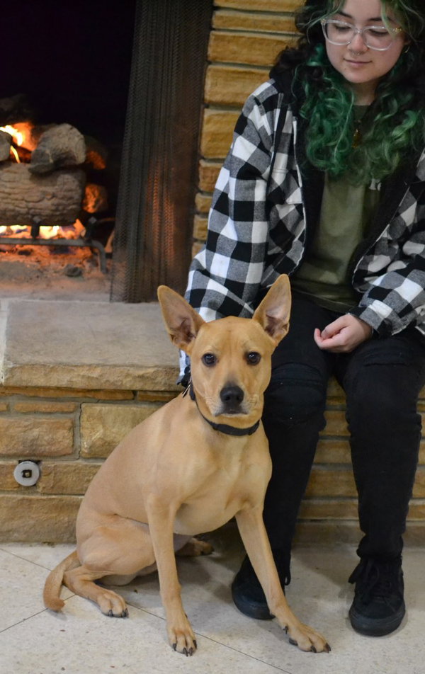 Koda