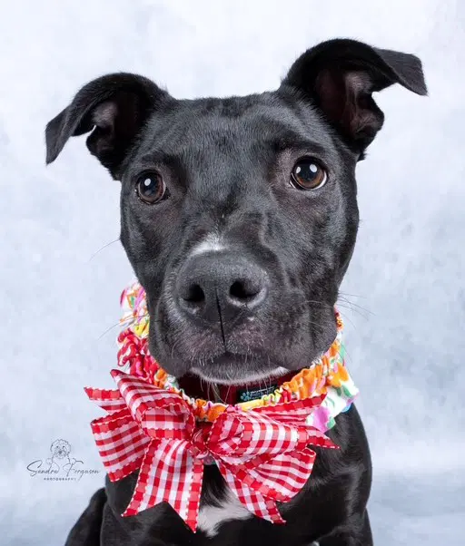 Trina - Labrador Retriever