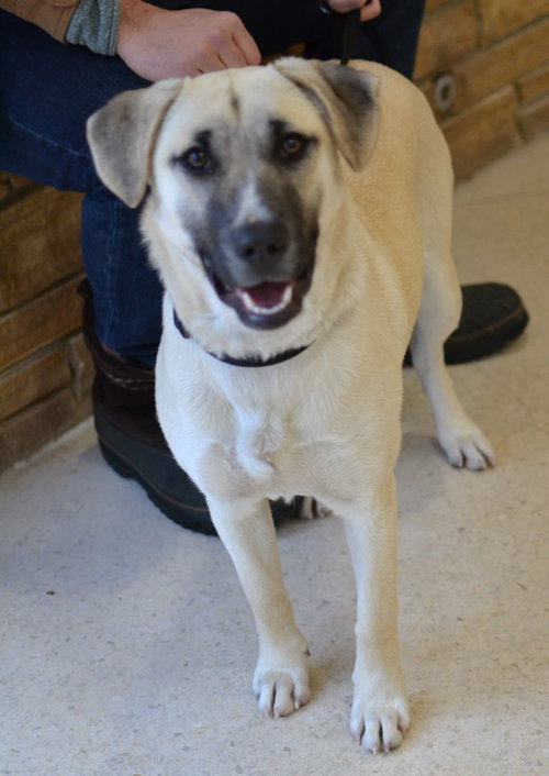 Sophie, an adoptable Shepherd in Enfield, CT