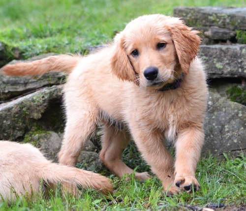 Shadow, an adoptable Golden Retriever in Enfield, CT