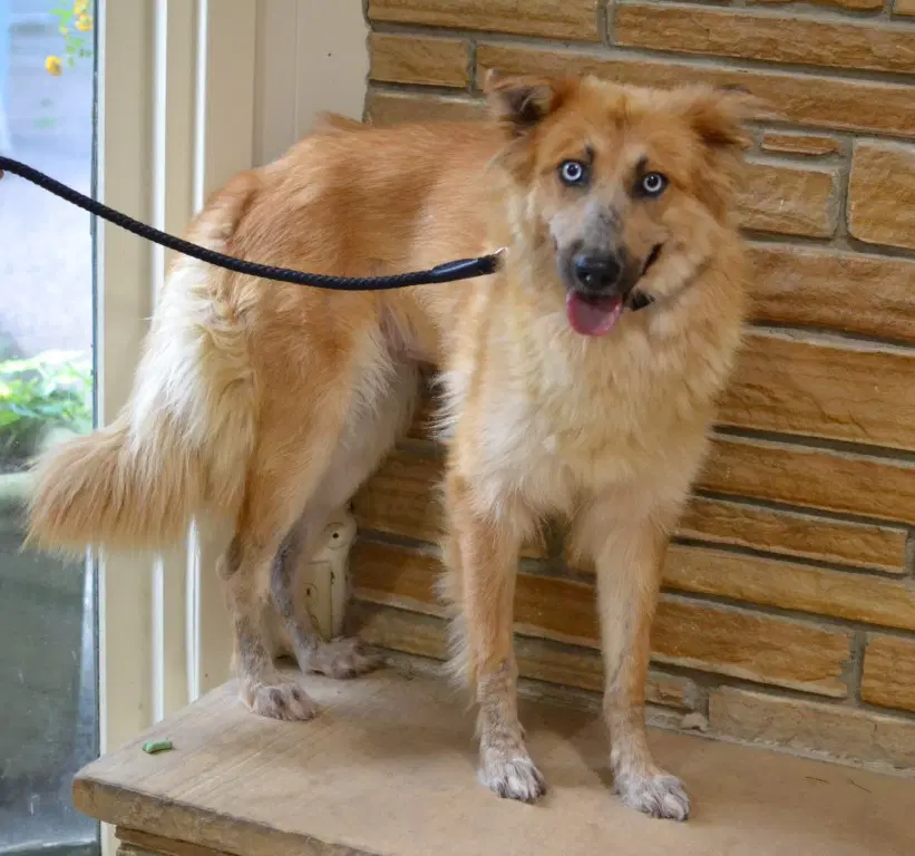 Sasha - German Shepherd Dog