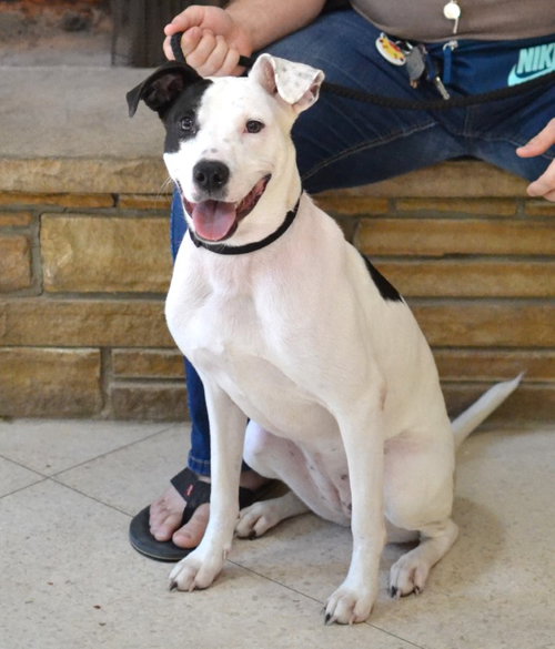 picture of the dog needing adoption