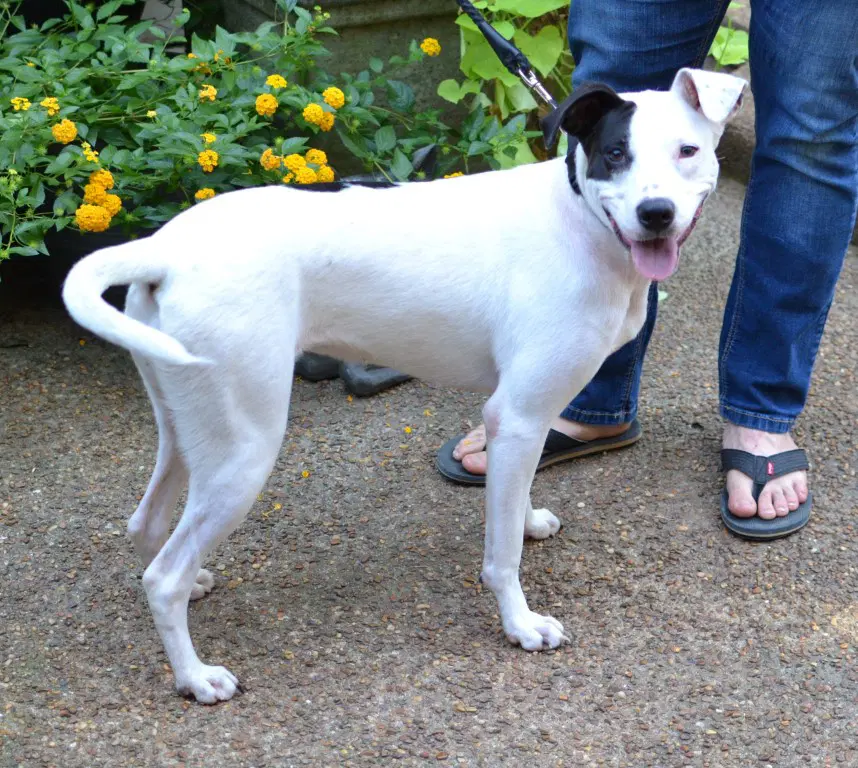 Stella image 2