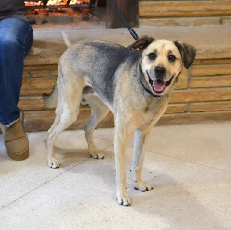 Roxie - German Shepherd Dog