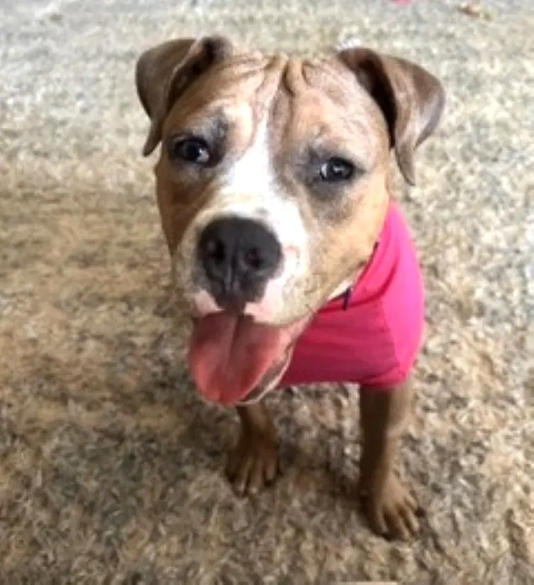 Winnie - Boxer