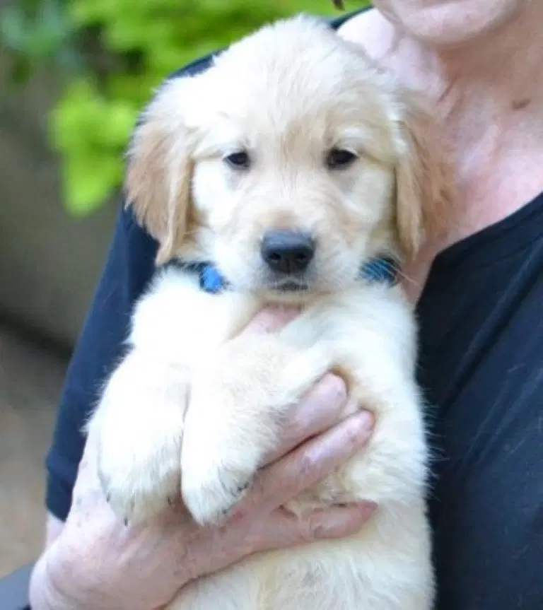 Hank image 1