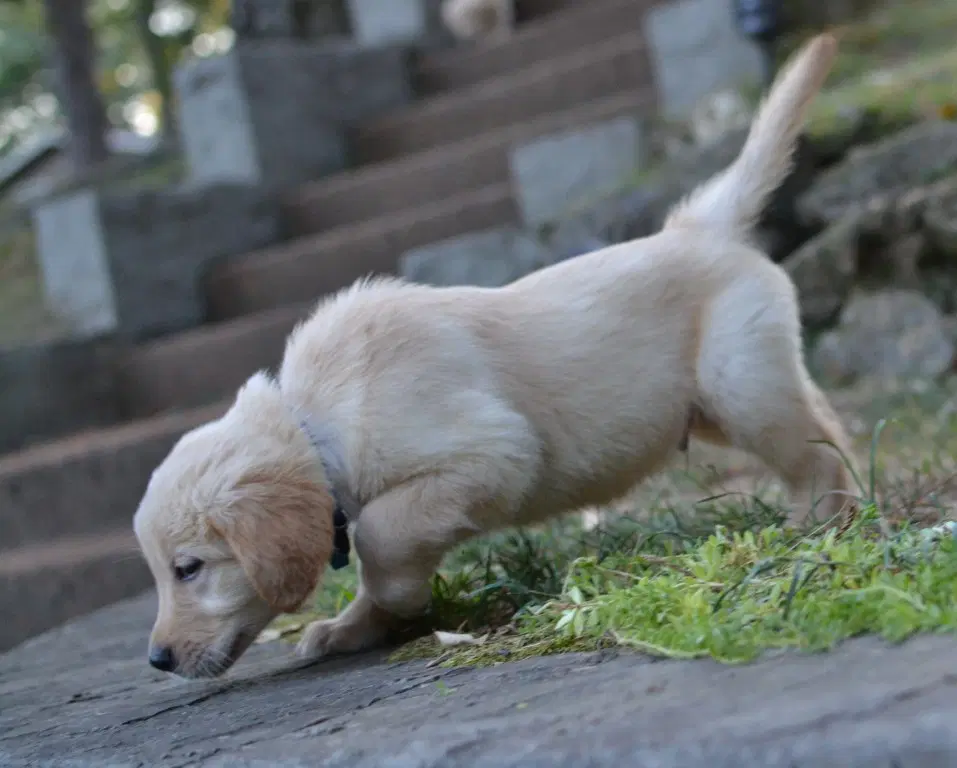 Hank image 3