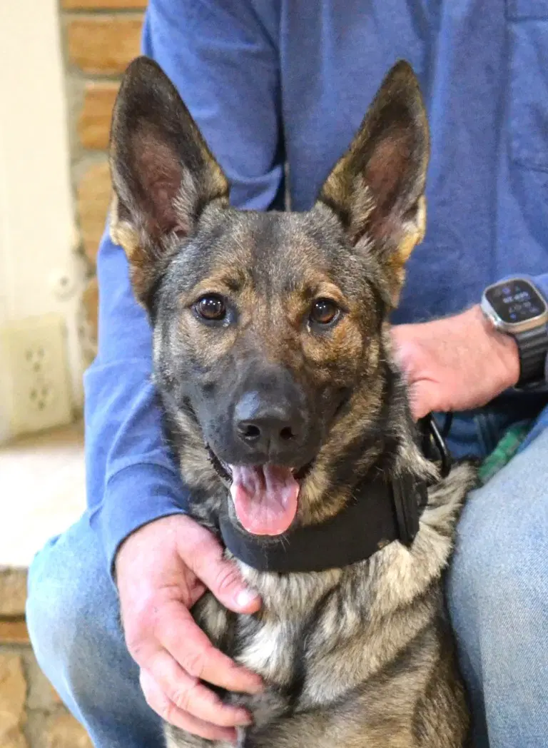 Alsa - German Shepherd Dog