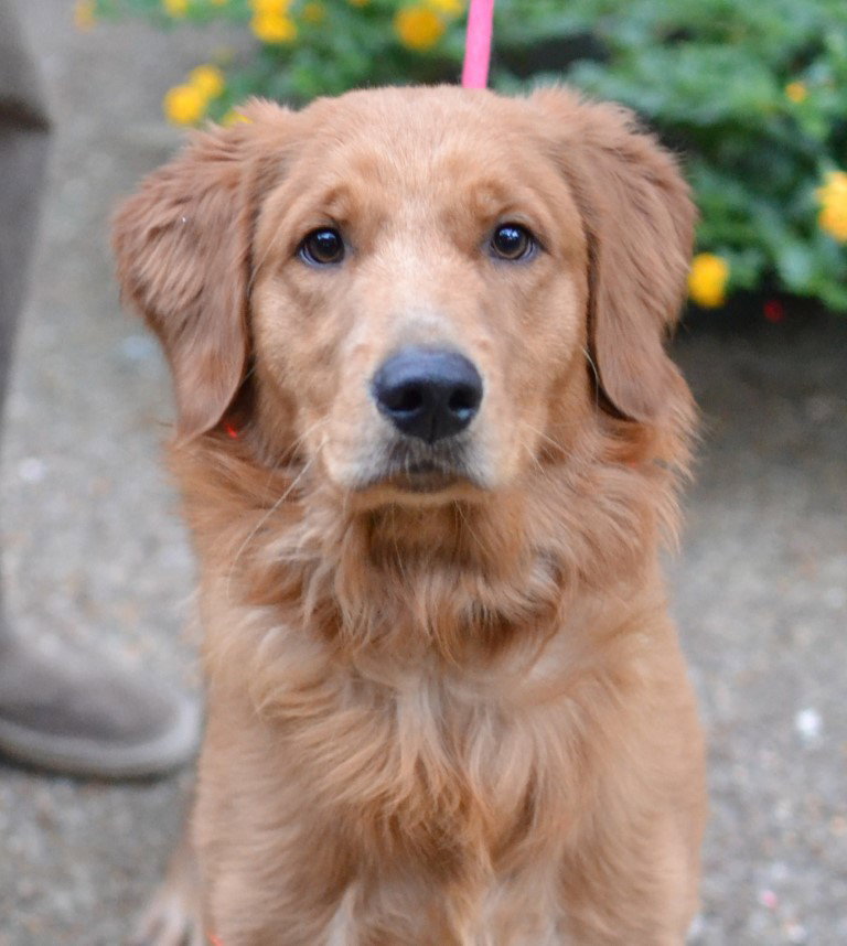 Rusty, Golden Retriever
