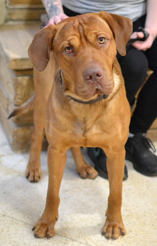 Hank, a dog for adoption from Good Dog Rescue