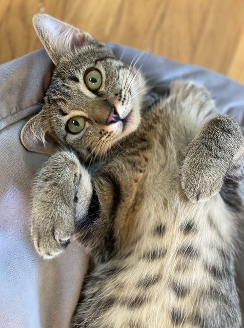 Kissy Kash, an adoptable Tabby in Long Beach, CA