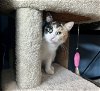 adoptable Cat in  named Lily