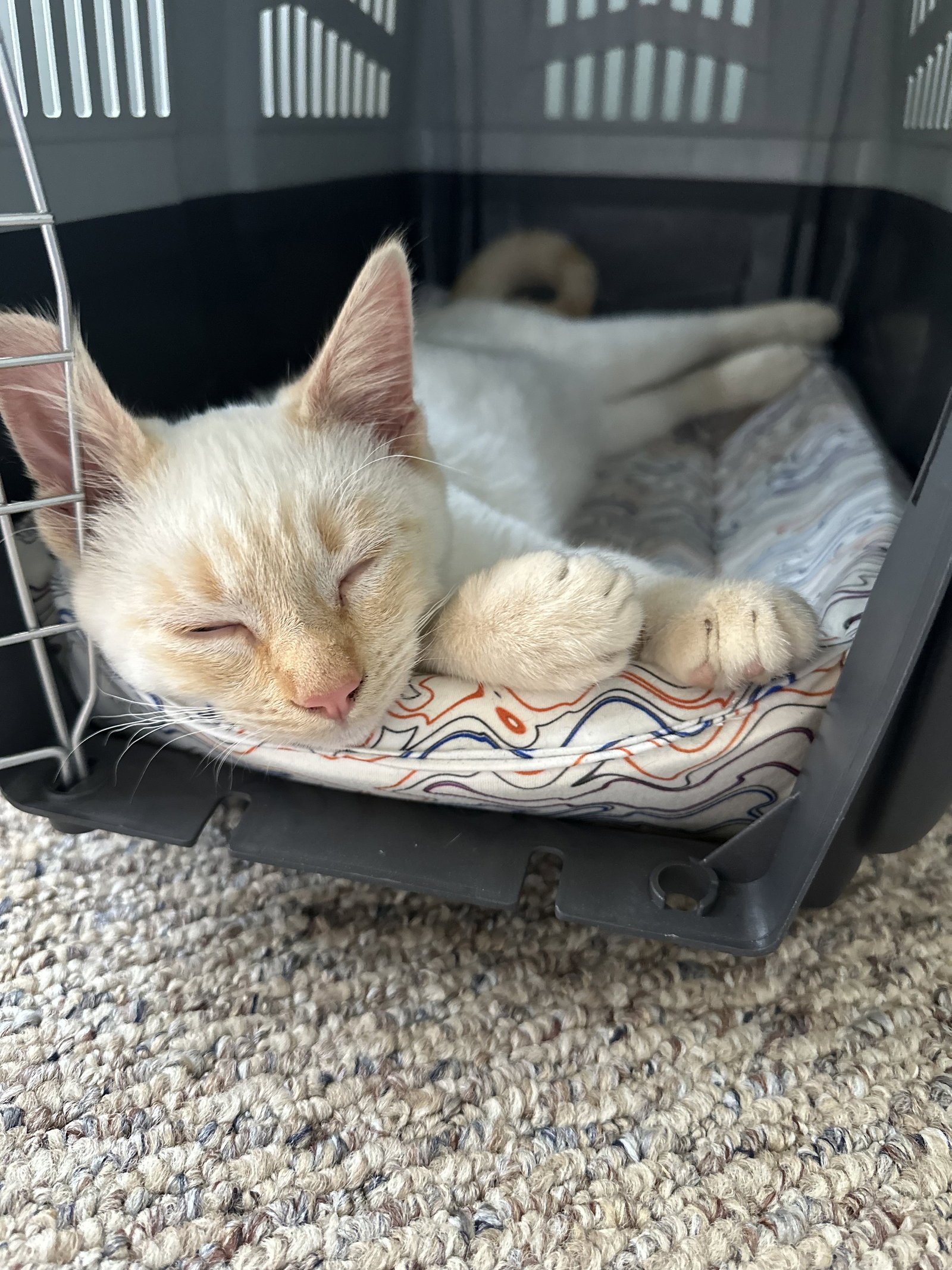 Cats for Adoption in Calabasas, California Alpha Paw