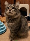 adoptable Cat in  named Tabby