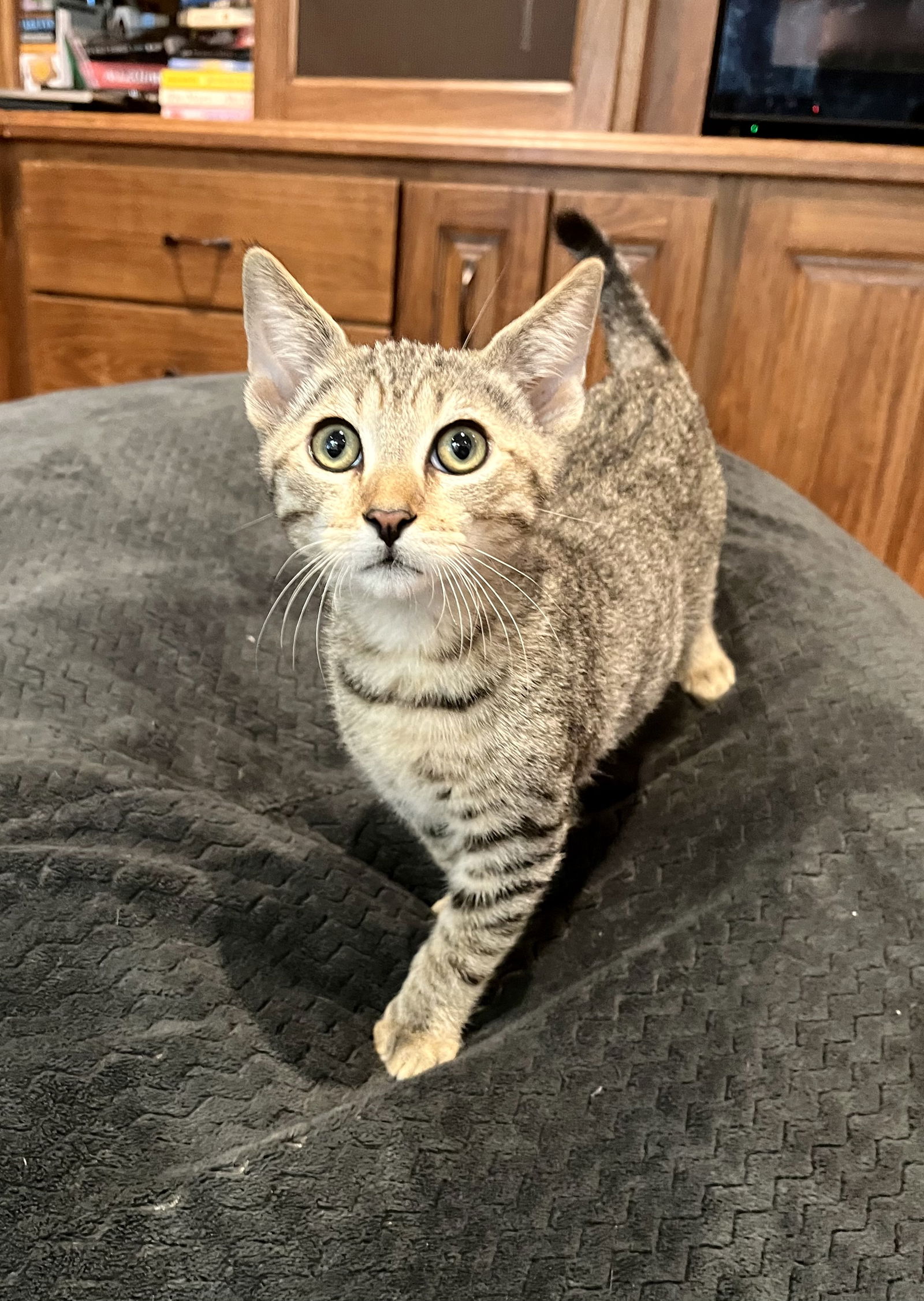 adoptable Cat in Long Beach, CA named Felix