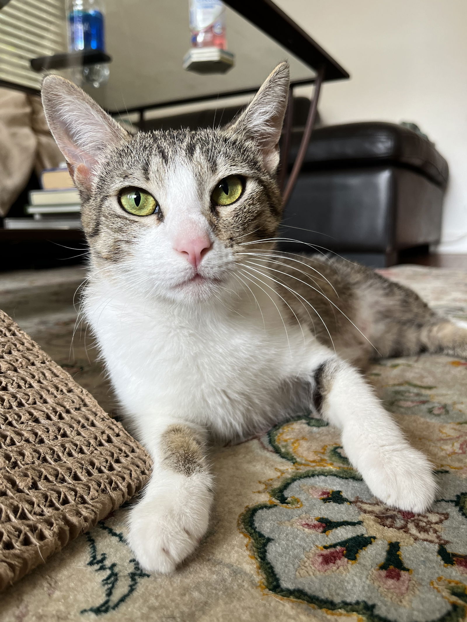 adoptable Cat in Long Beach, CA named Molly