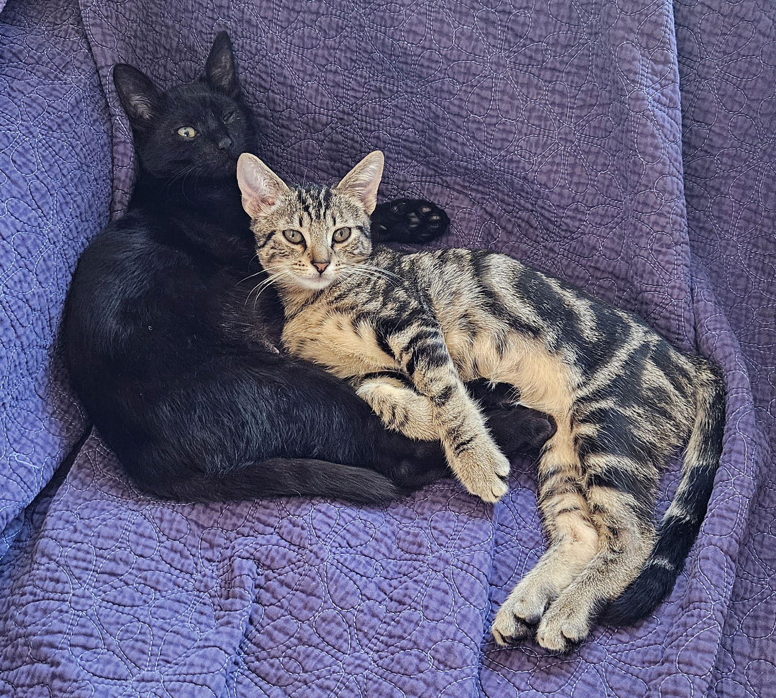 adoptable Cat in Long Beach, CA named Link & Zelda