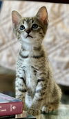 adoptable Cat in Long Beach, CA named Leon Marchand