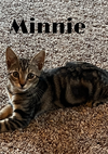 adoptable Cat in Long Beach, CA named Minnie