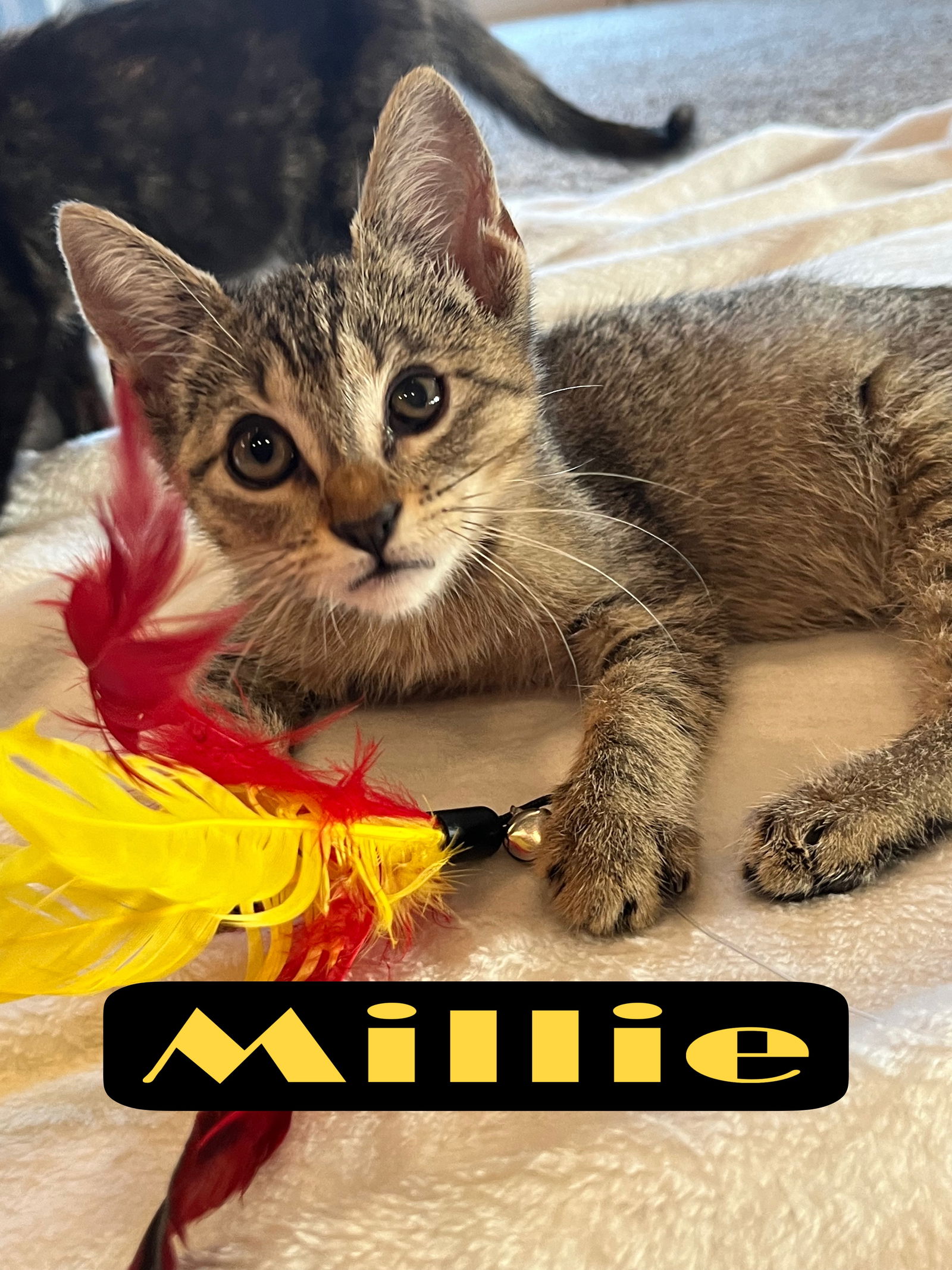 adoptable Cat in Long Beach, CA named Millie