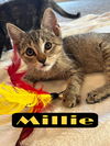 adoptable Cat in  named Millie