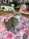 Hazel - Photo 1